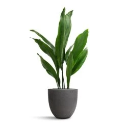 Aspidistra - Cast Iron Plant 40 Aspidistra - Cast Iron Plant -Plant Promotion Store Aspidistra Cast Iron Plant 19x80cm Mini Jesslyn Plant Pot Black Washed 25x21cm