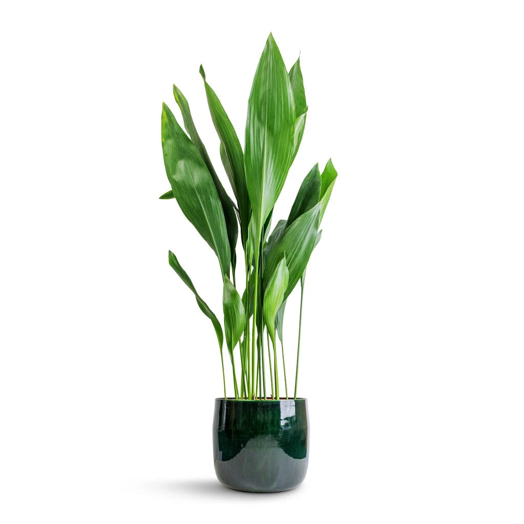 Aspidistra - Cast Iron Plant 22 Aspidistra - Cast Iron Plant - Image 20