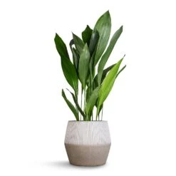 Harley Ridged Plant Pot - White Stripe 17 Harley Ridged Plant Pot - White Stripe -Plant Promotion Store Aspidistra Cast Iron Plant 24x110cm Harley Cement Stone Plant Pot Granite Grey 37x34cm