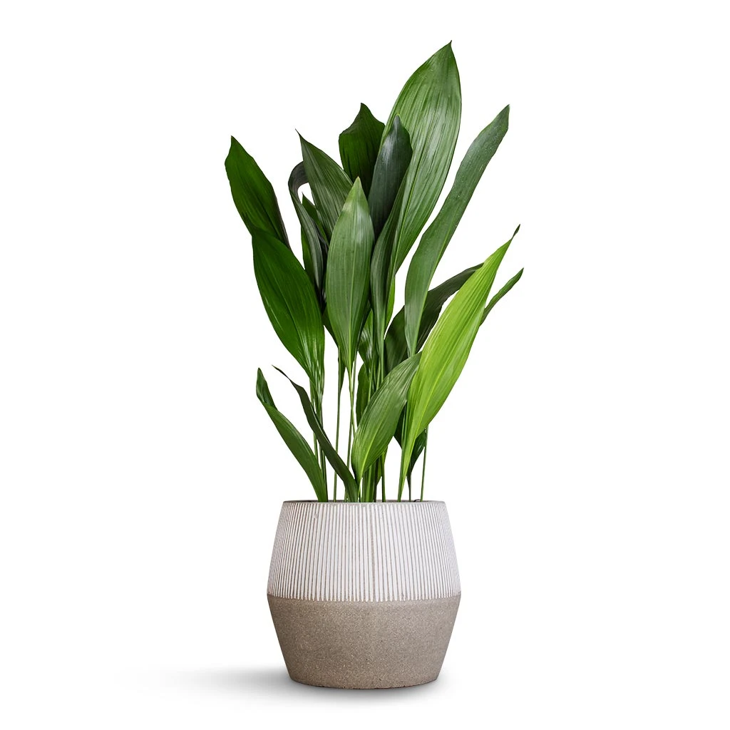 Harley Ridged Plant Pot - White Stripe 10 Harley Ridged Plant Pot - White Stripe - Image 8