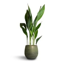 Lydia Plant Pot - Shiny Green -Plant Promotion Store Aspidistra Cast Iron Plant 24x110cm Lydia Plant Pot Shiny Green 31x28cm