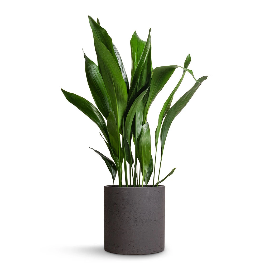 Aspidistra - Cast Iron Plant 19 Aspidistra - Cast Iron Plant - Image 17