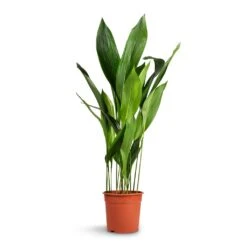 Aspidistra - Cast Iron Plant 39 Aspidistra - Cast Iron Plant -Plant Promotion Store Aspidistra Cast Iron Plant 24x110cm xl