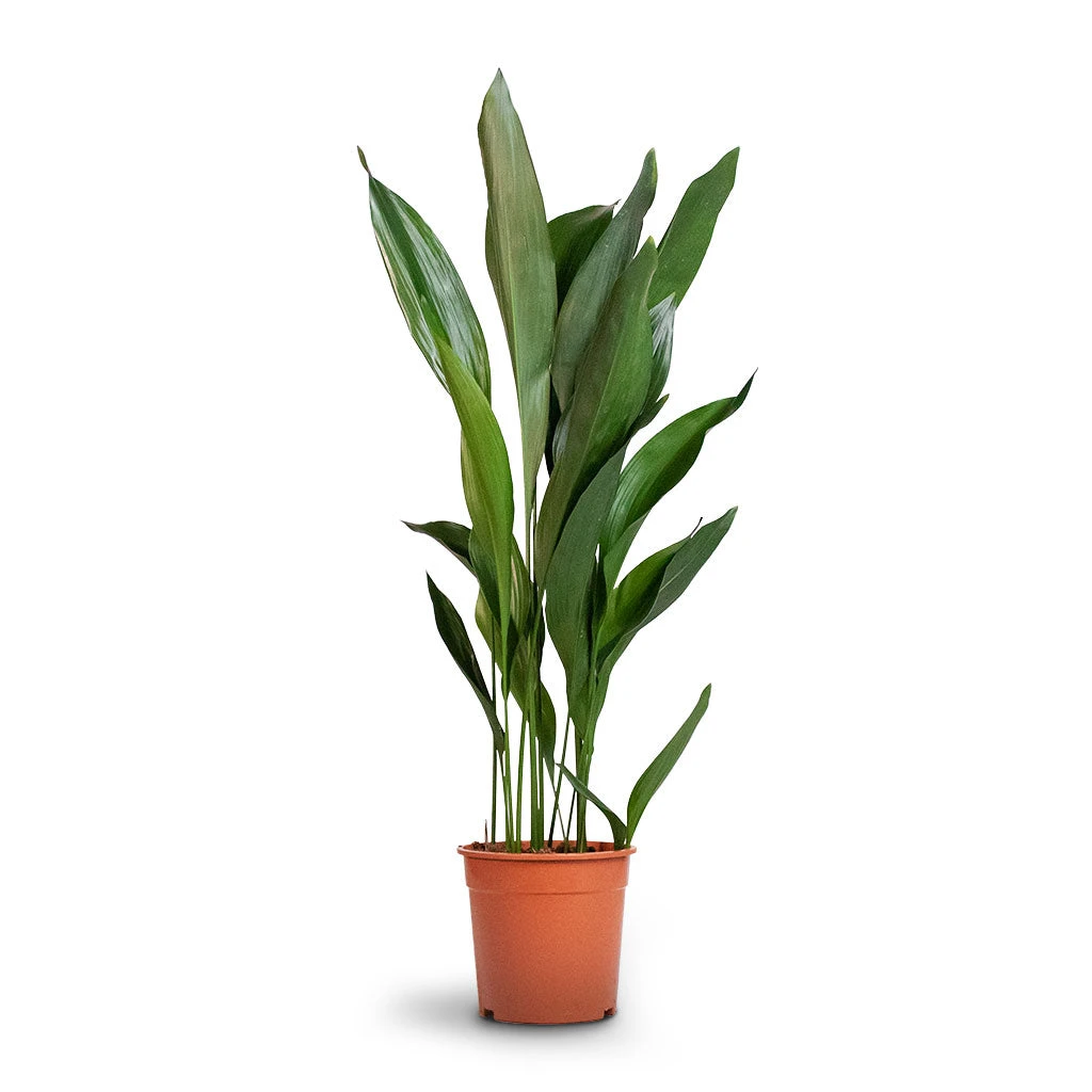 Aspidistra - Cast Iron Plant 18 Aspidistra - Cast Iron Plant - Image 16