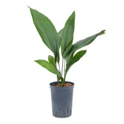 Aspidistra - Cast Iron Plant - HydroCare 14 Aspidistra - Cast Iron Plant - HydroCare -Plant Promotion Store Aspidistra Cast Iron Plant HydroCare 15 19x60cm
