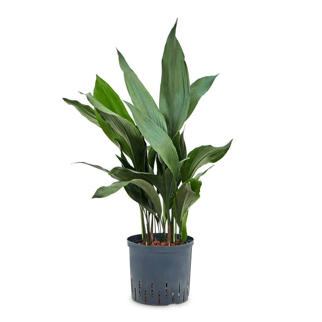 Aspidistra - Cast Iron Plant - HydroCare 7 Aspidistra - Cast Iron Plant - HydroCare - Image 5