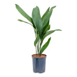 Aspidistra - Cast Iron Plant - HydroCare 12 Aspidistra - Cast Iron Plant - HydroCare -Plant Promotion Store Aspidistra Cast Iron Plant HydroCare 22 19x75cm