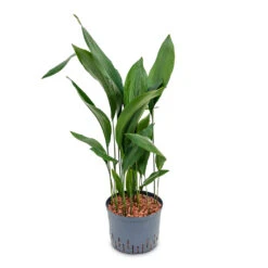 Aspidistra - Cast Iron Plant - HydroCare 11 Aspidistra - Cast Iron Plant - HydroCare -Plant Promotion Store Aspidistra Cast Iron Plant HydroCare 25 19x110cm
