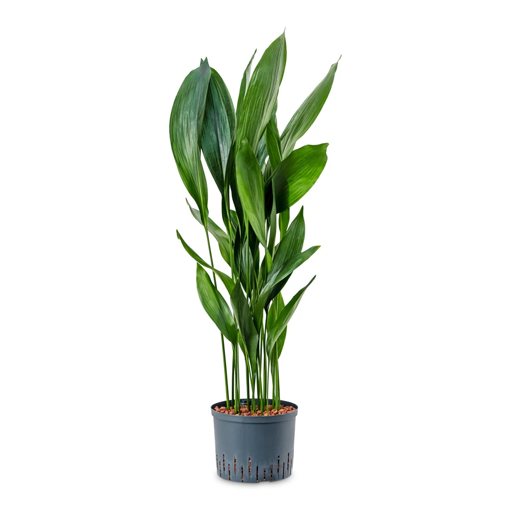 Aspidistra - Cast Iron Plant - HydroCare 3 Aspidistra - Cast Iron Plant - HydroCare