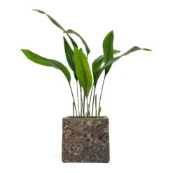 Lava Cube Relic Planter - Rust 13 Lava Cube Relic Planter - Rust -Plant Promotion Store Aspidistra Cast Iron Plant Lava Cube Relic Planter Rust