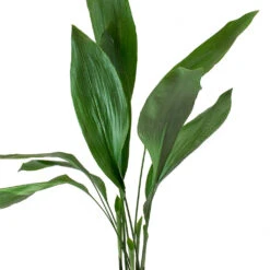 Aspidistra - Cast Iron Plant 31 Aspidistra - Cast Iron Plant -Plant Promotion Store Aspidistra Cast Iron Plant Leaves