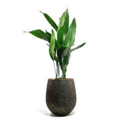 Opus Hit Darcy Planter - Gold 37 Opus Hit Darcy Planter - Gold -Plant Promotion Store Aspidistra Cast Iron Plant Opus Hit Darcy Planter Gold