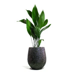 Opus Hit Darcy Planter - Silver 32 Opus Hit Darcy Planter - Silver -Plant Promotion Store Aspidistra Cast Iron Plant Opus Hit Darcy Planter Silver