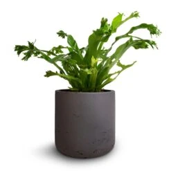 Asplenium Crissie Amy - Bird's Nest Fern 23 Asplenium Crissie Amy - Bird's Nest Fern -Plant Promotion Store Asplenium Crissie Amy Bird s Nest Fern 12x20cm Charlie Plant Pot Black Washed 15x15cm