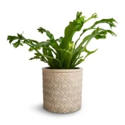 Venetian Plant Pot - Grey 17 Venetian Plant Pot - Grey -Plant Promotion Store Asplenium Crissie Amy Bird s Nest Fern 12x20cm Venetian Plant Pot Grey 14x12cm 61833c61 f323 4ba6 a48c 9aea5d1c4b0f