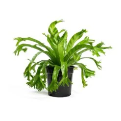 Asplenium Crissie Amy - Bird's Nest Fern 17 Asplenium Crissie Amy - Bird's Nest Fern -Plant Promotion Store Asplenium Crissie Amy Bird s Nest Fern 17cm