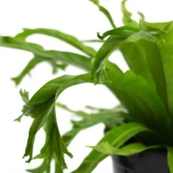 Asplenium Crissie Amy - Bird's Nest Fern 18 Asplenium Crissie Amy - Bird's Nest Fern -Plant Promotion Store Asplenium Crissie Amy Bird s Nest Fern 17cm Close Up