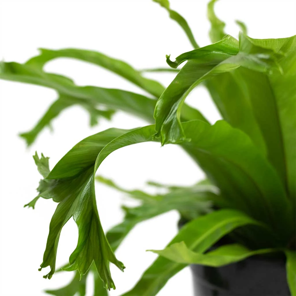 Asplenium Crissie Amy - Bird's Nest Fern 7 Asplenium Crissie Amy - Bird's Nest Fern - Image 5