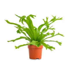Asplenium Crissie Amy - Bird's Nest Fern 16 Asplenium Crissie Amy - Bird's Nest Fern -Plant Promotion Store Asplenium Crissie Amy Birds Nest Fern 12x20cm