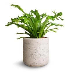 Asplenium Crissie Amy - Bird's Nest Fern 19 Asplenium Crissie Amy - Bird's Nest Fern -Plant Promotion Store Asplenium Crissie Amy Birds Nest Fern 12x25cm Charlie Plant Pot Grey Washed 15x15cm
