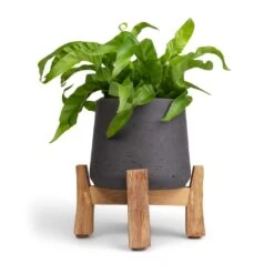 Asplenium Hurricane - Twisted Bird's Nest Fern 21 Asplenium Hurricane - Twisted Bird's Nest Fern -Plant Promotion Store Asplenium Hurricane Twisted Bird s Nest Fern 12x20cm Patt Plant Pot Low Stand Black Washed 20x21cm 2