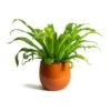 Asplenium Hurricane - Twisted Bird's Nest Fern 1 Asplenium Hurricane - Twisted Bird's Nest Fern -Plant Promotion Store Asplenium Hurricane Twisted Birds Nest Fern Charlotte Orange Plant Pot