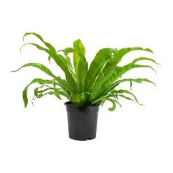 Asplenium Hurricane - Twisted Bird's Nest Fern 18 Asplenium Hurricane - Twisted Bird's Nest Fern -Plant Promotion Store Asplenium Hurricane Twisted Birds Nest Fern Large