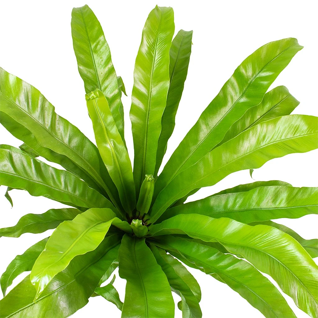 Asplenium Hurricane - Twisted Bird's Nest Fern 4 Asplenium Hurricane - Twisted Bird's Nest Fern - Image 2