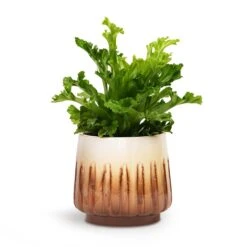 Asplenium Leslie - Crested Birds Nest Fern 10 Asplenium Leslie - Crested Birds Nest Fern -Plant Promotion Store Asplenium Leslie Crested Birds Nest Fern 12x20cm Alice Plant Pot Caramel 15x14cm