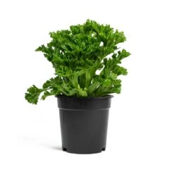 Asplenium Leslie - Crested Birds Nest Fern 9 Asplenium Leslie - Crested Birds Nest Fern -Plant Promotion Store Asplenium Leslie Crested Birds Nest Fern 17cm