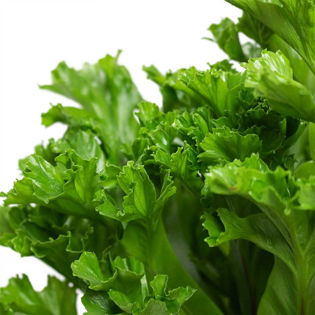 Asplenium Leslie - Crested Birds Nest Fern 4 Asplenium Leslie - Crested Birds Nest Fern - Image 2