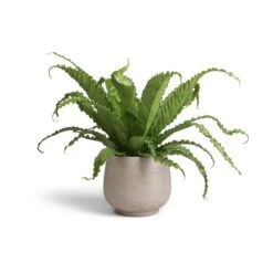 Asplenium Osaka - Japanese Bird's Nest Fern -Plant Promotion Store Asplenium Osaka Japanese Bird s Nest Fern 17x50 Mini Pixie Plant Pot Grey Washed 24x20cm