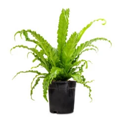 Asplenium Osaka - Japanese Bird's Nest Fern -Plant Promotion Store Asplenium Osaka Japanese Bird s Nest Fern 17x50cm 2