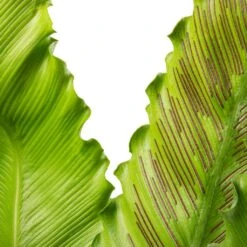 Asplenium Osaka - Japanese Bird's Nest Fern -Plant Promotion Store Asplenium Osaka Japanese Bird s Nest Fern 17x50cm