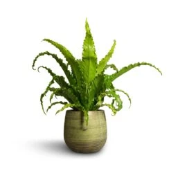 Asplenium Osaka - Japanese Bird's Nest Fern -Plant Promotion Store Asplenium Osaka Japanese Bird s Nest Fern 17x50cm Lydia Plant Pot Shiny Green 22x20cm 2382bcc5 5386 4abe a600 c903891522c1
