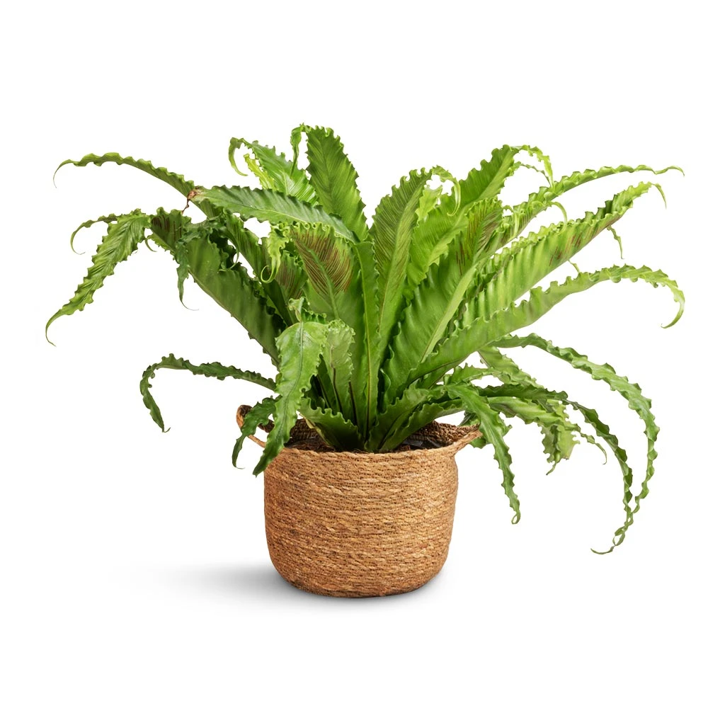 Nelis Plant Basket - Natural 13 Nelis Plant Basket - Natural - Image 11