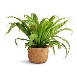 Asplenium Osaka - Japanese Bird's Nest Fern -Plant Promotion Store Asplenium Osaka Japanese Bird s Nest Fern 17x50cm Nelis Plant Basket Natural 23x20cm 31f8e6af 287b 4e52 98d8 3ccd2af6443e