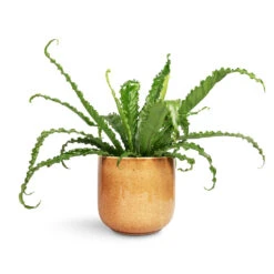 Nine Plant Pot - Caramel 18 Nine Plant Pot - Caramel -Plant Promotion Store Asplenium Osaka Japanese Bird s Nest Fern 17x50cm Nine Plant Pot Caramel 22x20cm 1