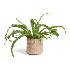 Asplenium Osaka - Japanese Bird's Nest Fern -Plant Promotion Store Asplenium Osaka Japanese Bird s Nest Fern 17x50cm Stian Plant Pot Soft Nougat 21x20cm bd6ca154 60df 4c02 aeb9 135637ba47bc
