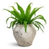 Asplenium Osaka - Japanese Bird's Nest Fern -Plant Promotion Store Asplenium Osaka Japanese Bird s Nest Fern 17x50cm Zeus Mediterranean Planter Chalk White 37x32cm