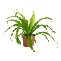 Asplenium Osaka - Japanese Bird's Nest Fern -Plant Promotion Store Asplenium Osaka Japanese Birds Nest Fern 12x25cm