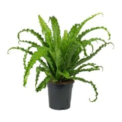 Asplenium Osaka - Japanese Bird's Nest Fern -Plant Promotion Store Asplenium Osaka Japanese Birds Nest Fern 2