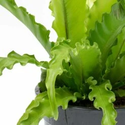 Asplenium Osaka - Japanese Bird's Nest Fern -Plant Promotion Store Asplenium Osaka Japanese Birds Nest Fern Leaves