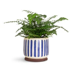 Asplenium Parvati - Mother Fern 25 Asplenium Parvati - Mother Fern -Plant Promotion Store Asplenium Parvati 17x40cm Stripe Pot Blue 12x18cm