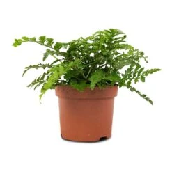 Asplenium Parvati - Mother Fern 17 Asplenium Parvati - Mother Fern -Plant Promotion Store Asplenium Parvati Mother Fern 12x25cm