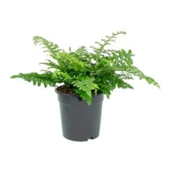 Asplenium Parvati - Mother Fern 18 Asplenium Parvati - Mother Fern -Plant Promotion Store Asplenium Parvati Mother Fern