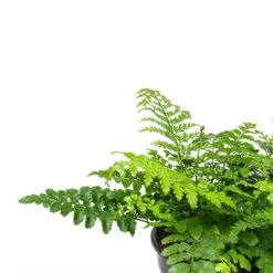 Asplenium Parvati - Mother Fern 19 Asplenium Parvati - Mother Fern -Plant Promotion Store Asplenium Parvati Mother Fern Fronds
