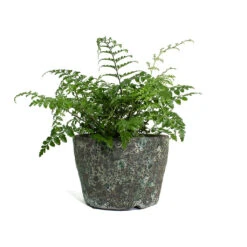 Asplenium Parvati - Mother Fern 20 Asplenium Parvati - Mother Fern -Plant Promotion Store Asplenium Parvati Mother Fern Lava Couple Straight Relic Planter Jade fd5acf25 83f4 43bf 87de 017d92b23803