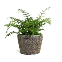 Asplenium Parvati - Mother Fern 23 Asplenium Parvati - Mother Fern -Plant Promotion Store Asplenium Parvati Mother Fern Lava Couple Straight Relic Planter Rust 3edd8857 f21d 48a6 b9e8 9cc5d9258642