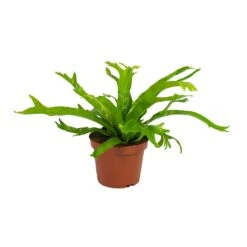 Asplenium Crissie Amy - Bird's Nest Fern 20 Asplenium Crissie Amy - Bird's Nest Fern -Plant Promotion Store Asplenium amy